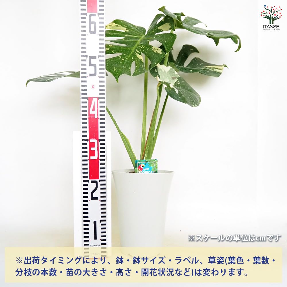 Amazon｜ITANSE モンステラ タイコンステレーション 6号 1個売り